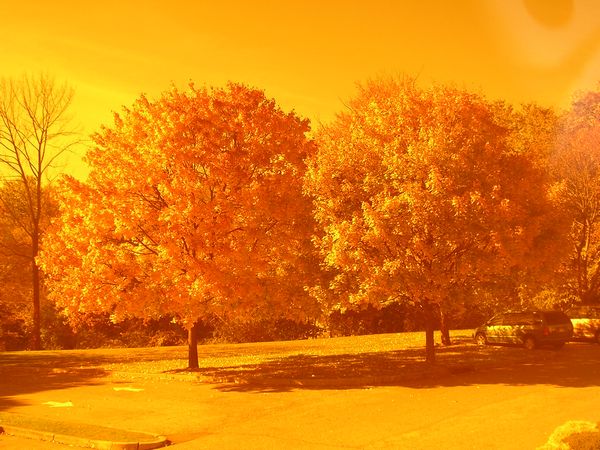 trees.jpg